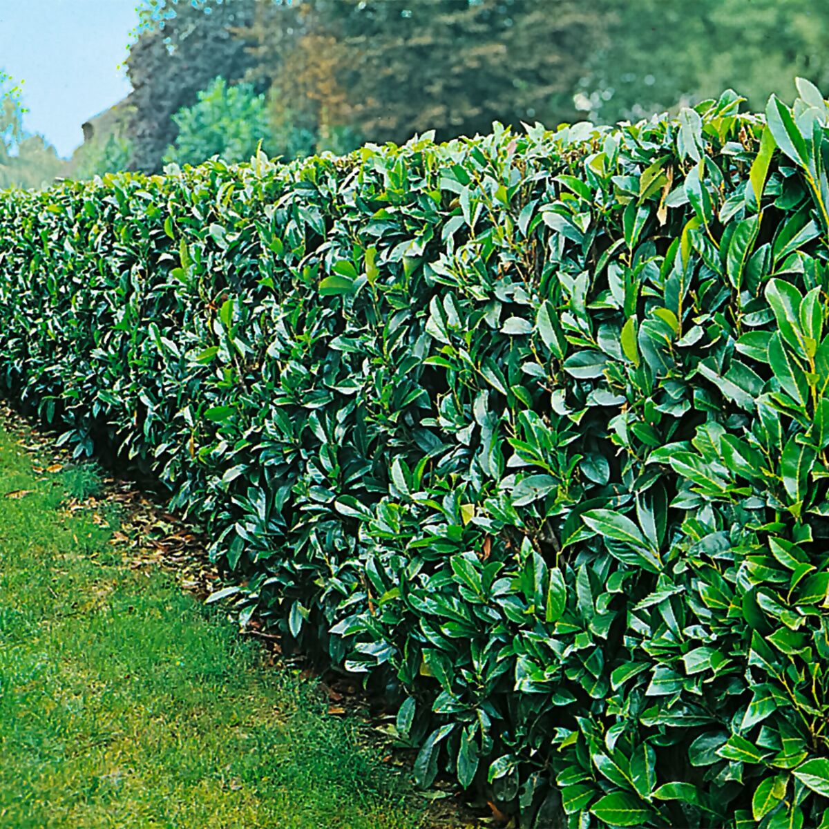 Liguster: Der Vielseitige Alleskönner für Ihren Garten